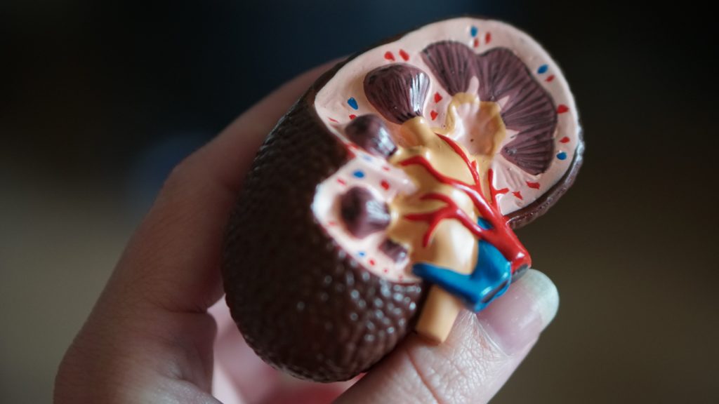 腎臓の解剖図