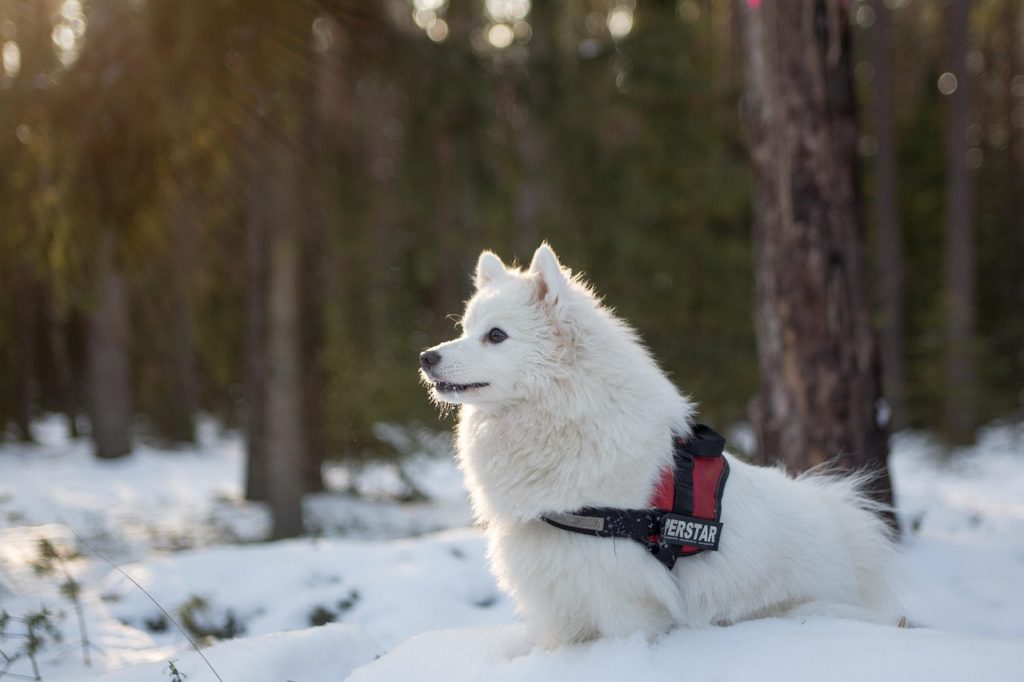 雪の上で寛ぐ犬のサモエド