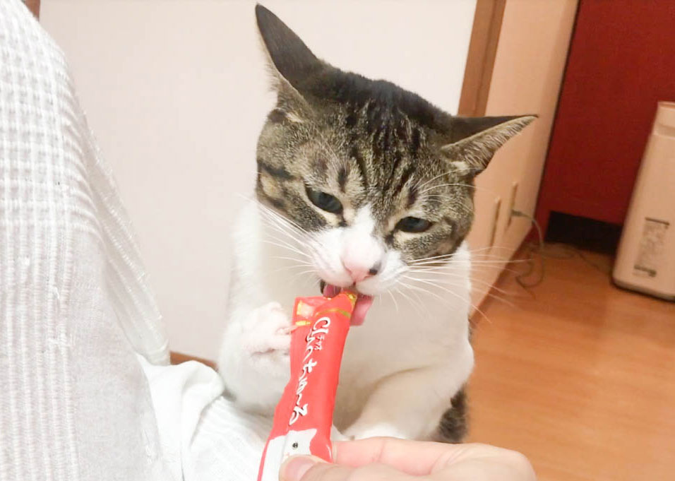 チュールを食べる猫