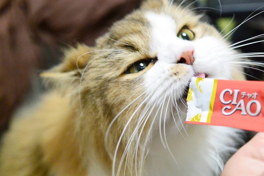 チュールを食べる猫