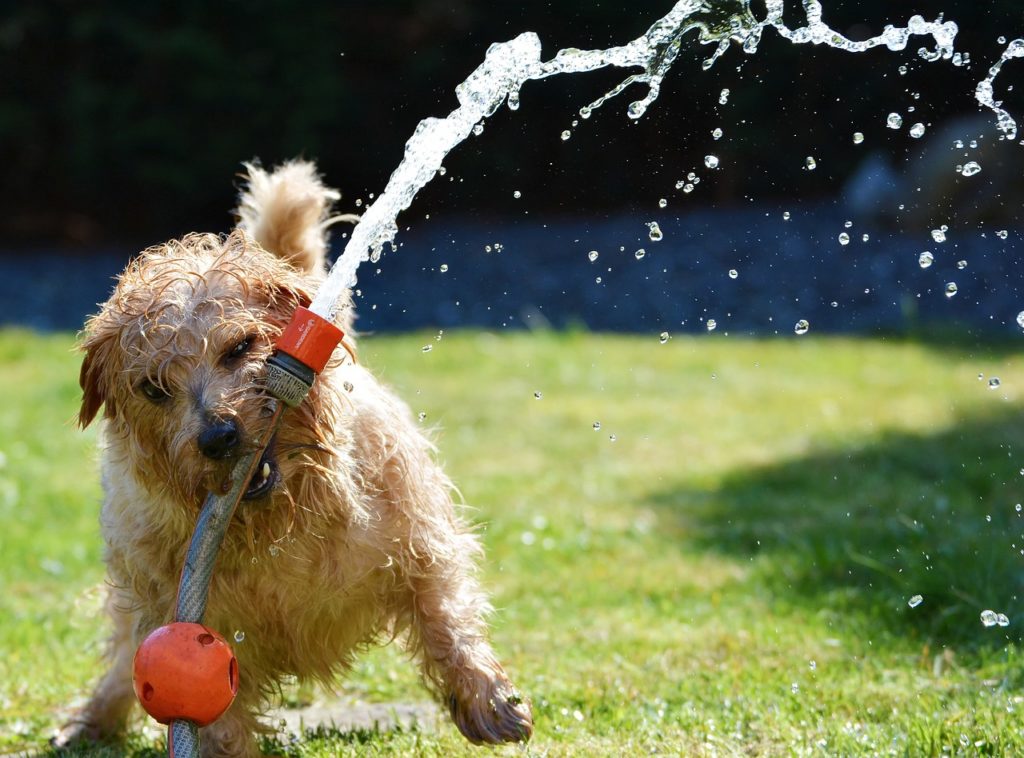夏に水遊びをする犬