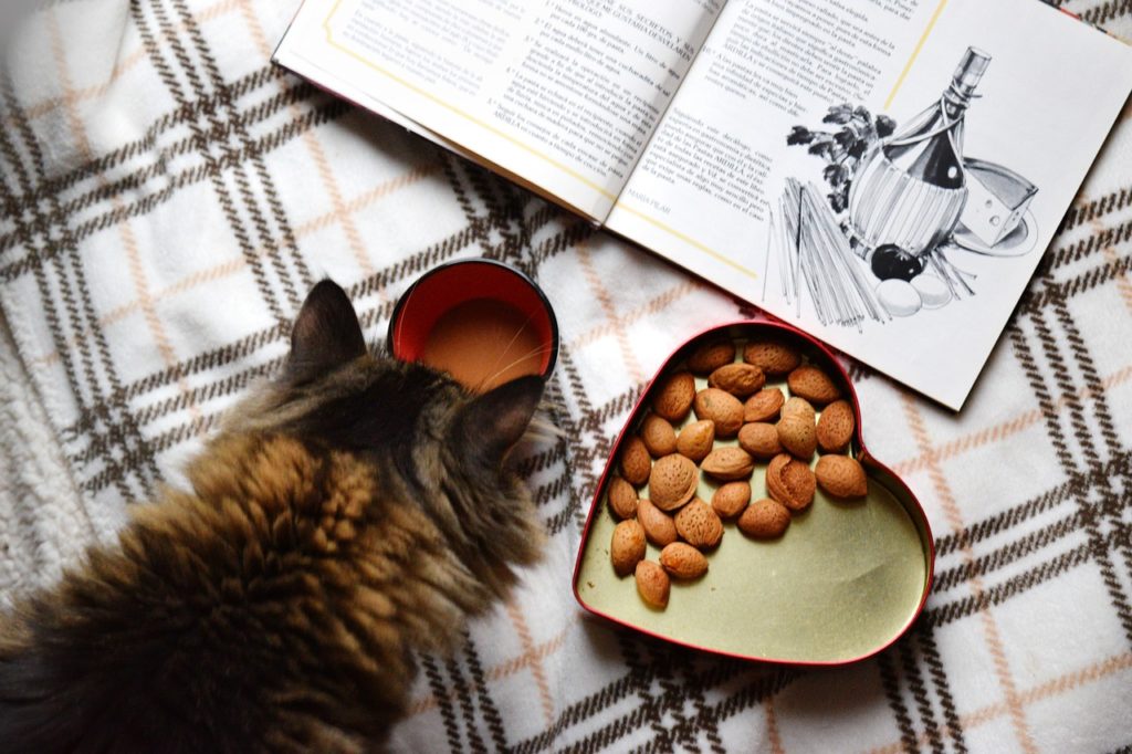 本を読みながらおやつを食べる猫