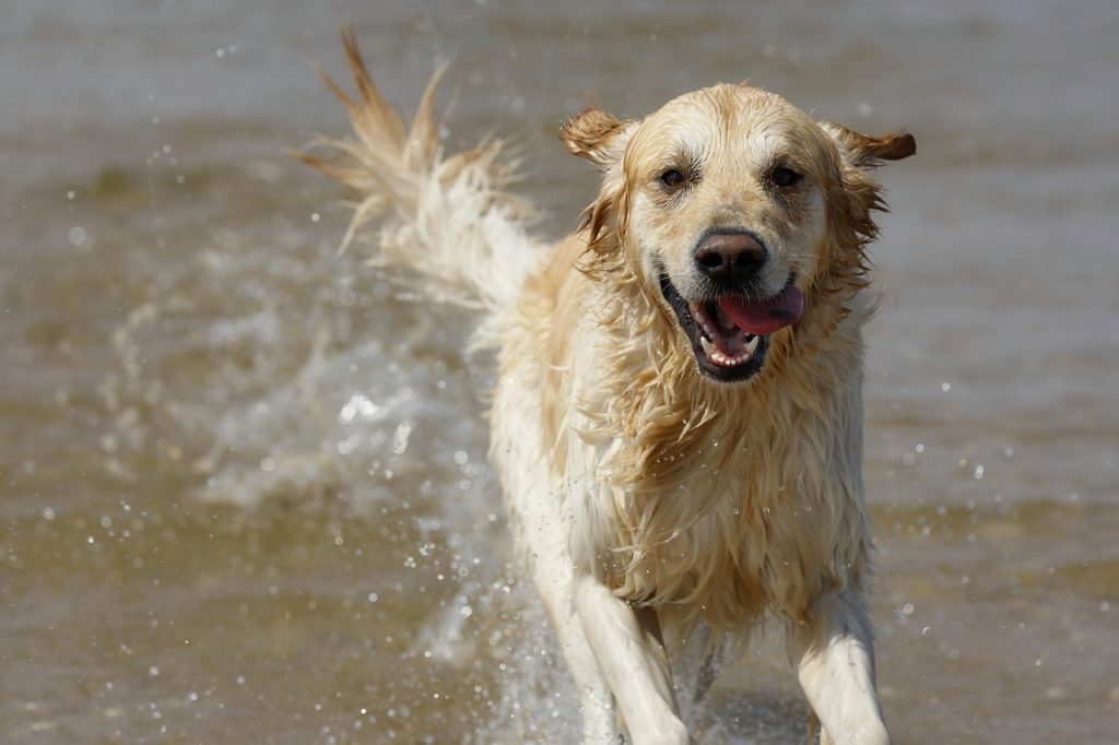 川遊びをしている大型犬
