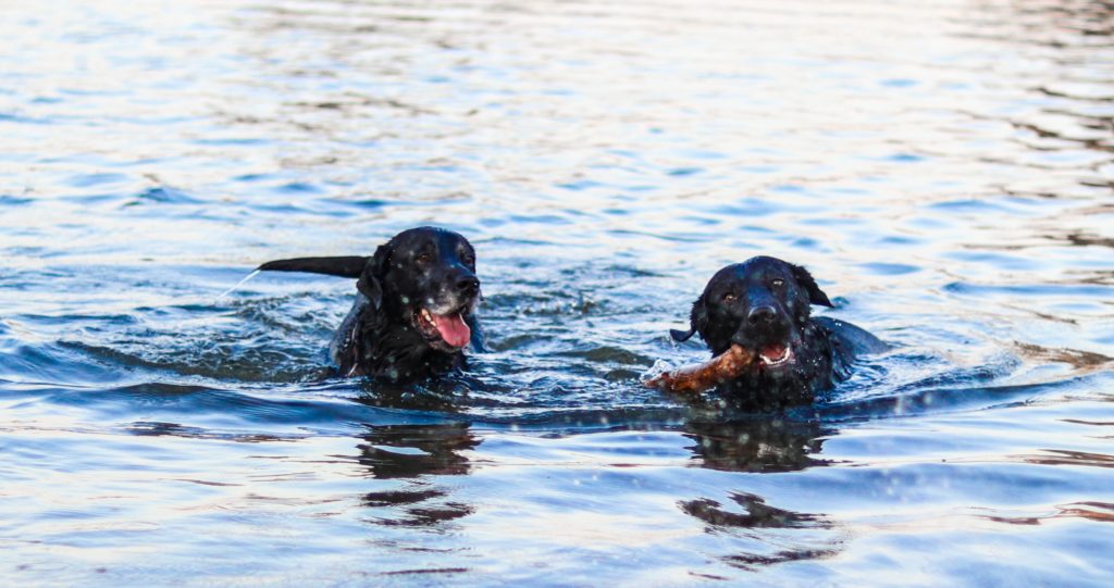 川遊びをする2匹の犬