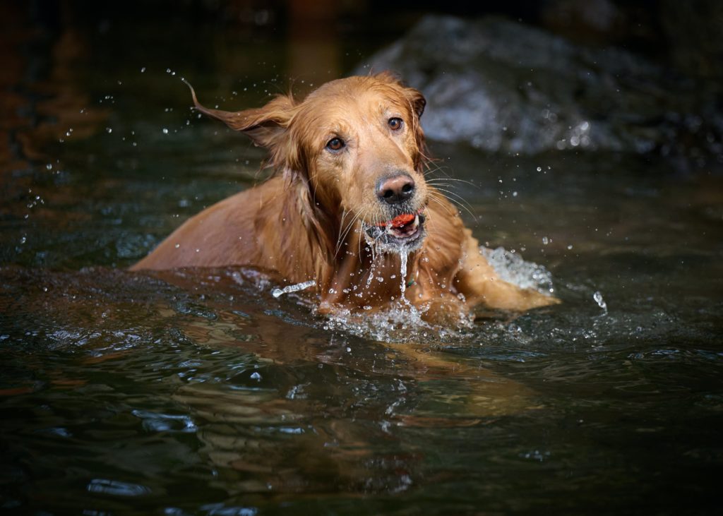 川遊びをする犬