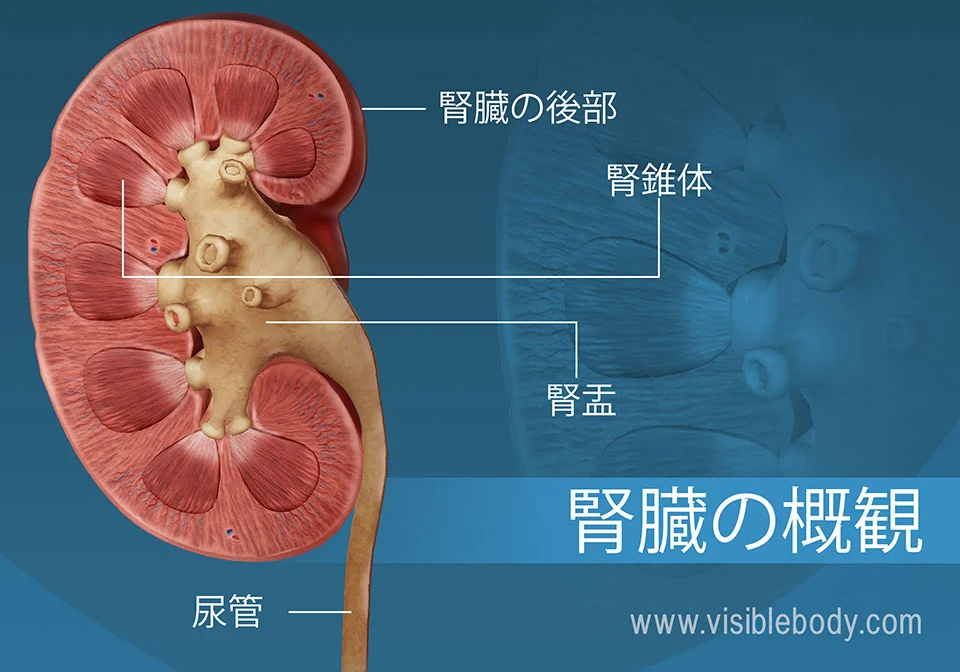腎臓の説明図