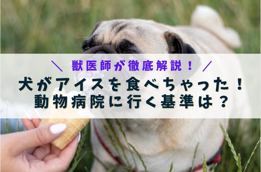 犬がアイスを食べちゃった！動物病院に行く基準は？