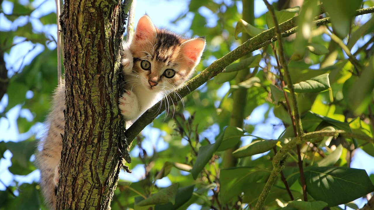 木登りをする子猫