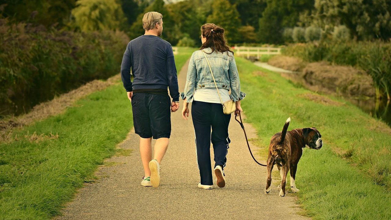 夏に犬を散歩させるカップル