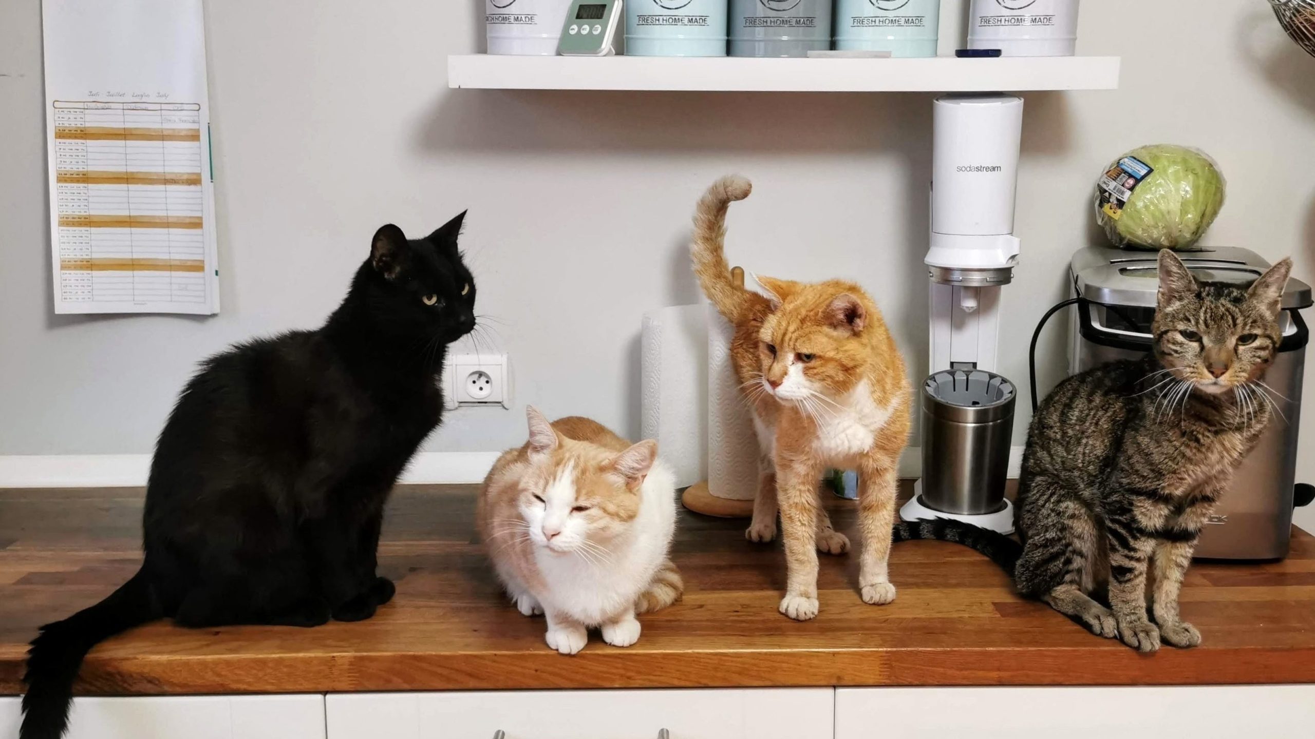 台所でくつろぐ4匹の猫