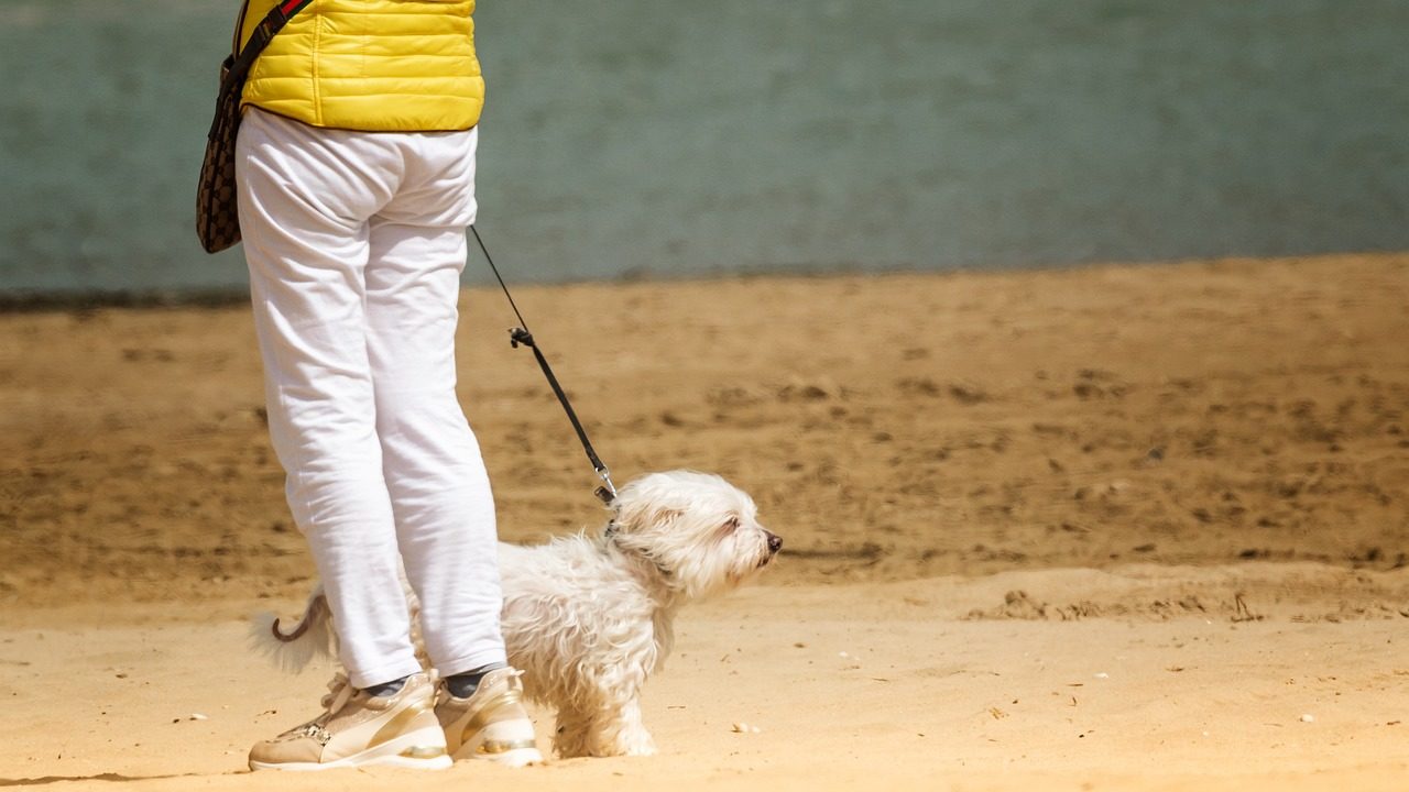 熱中症のリスクがある気温で散歩する犬