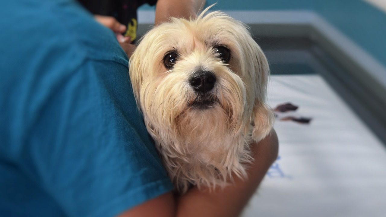 カレーを食べて動物病院で治療を受ける犬