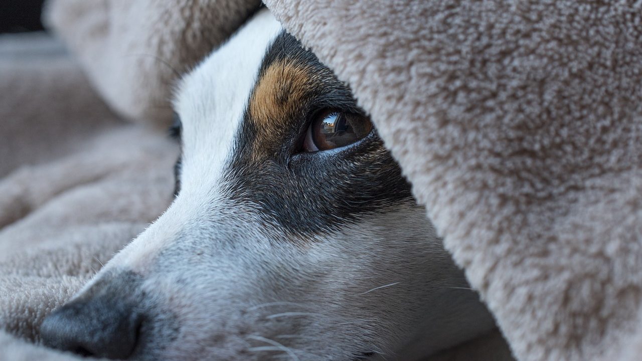 毛布で眠る犬