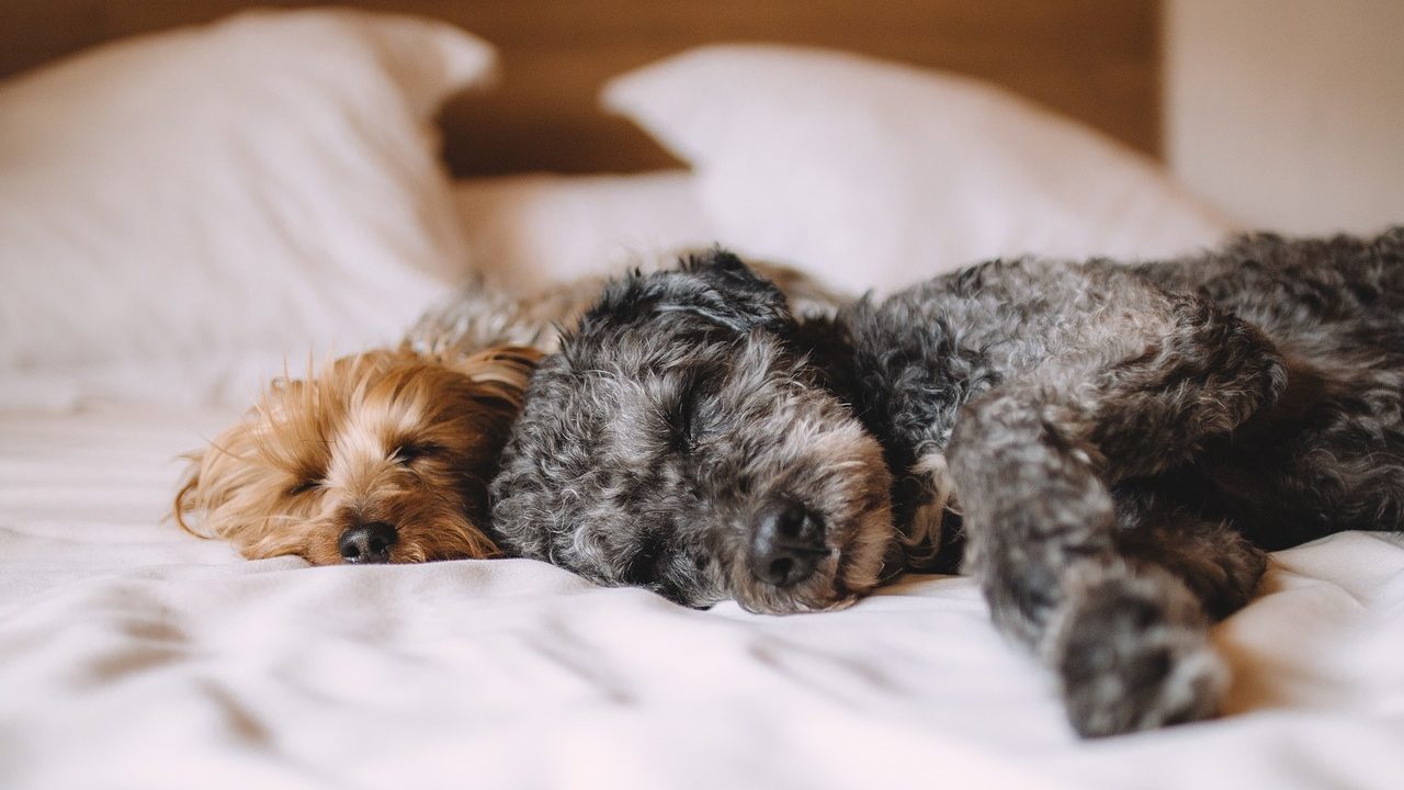 ベッドで眠る2匹の子犬