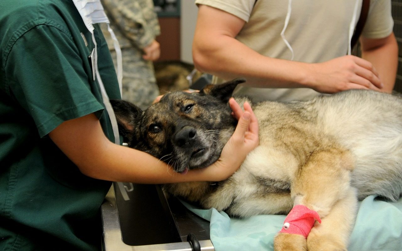 動物病院で熱中症の治療を受ける犬