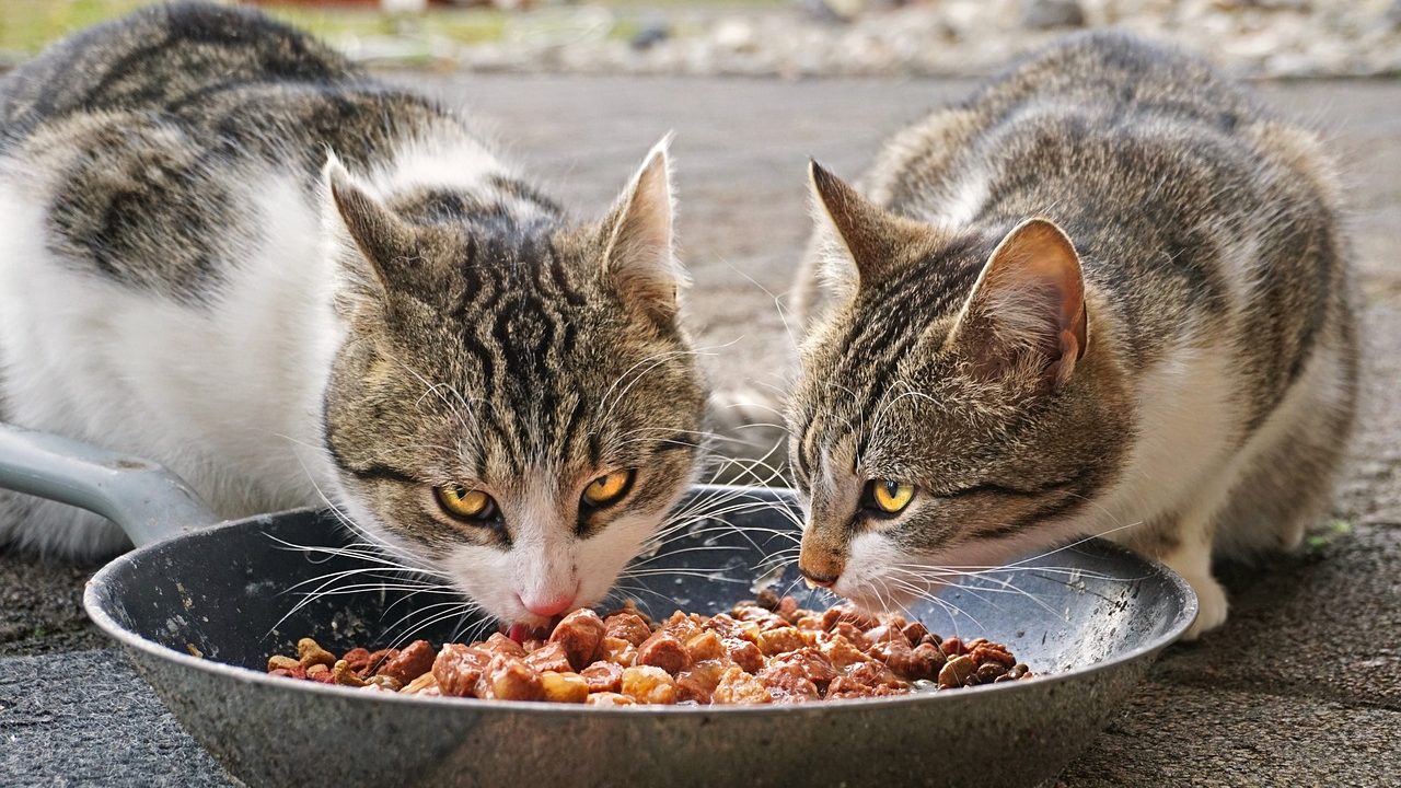 キャットフードを食べる2匹の猫