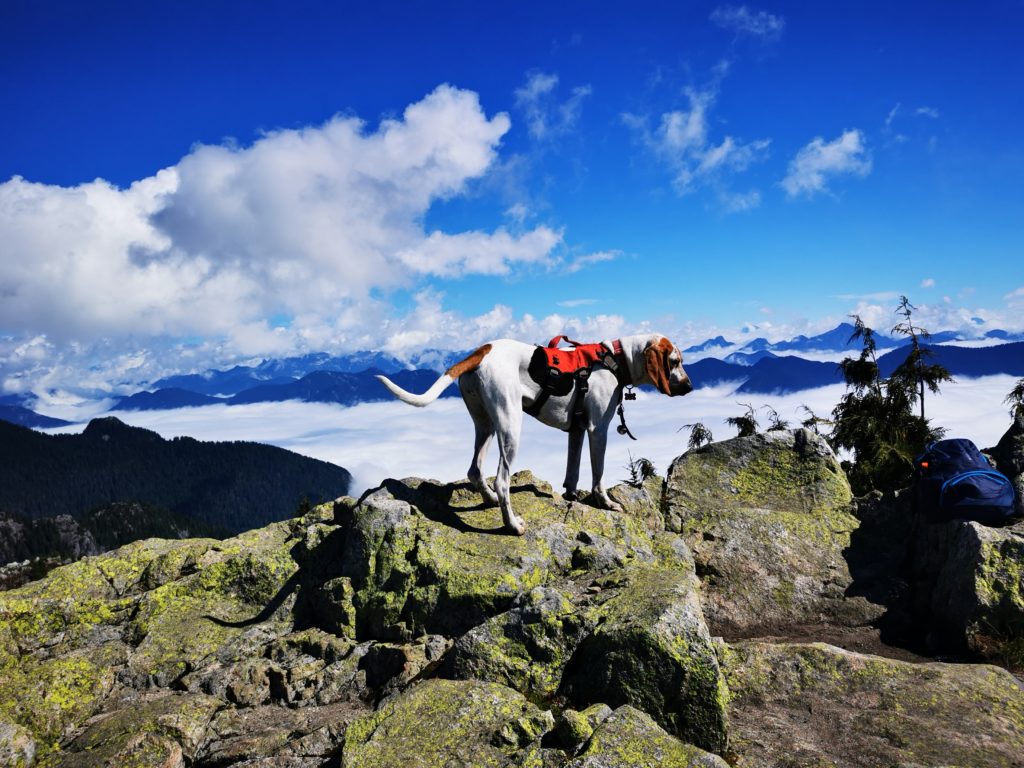犬連れ登山の必須アイテム