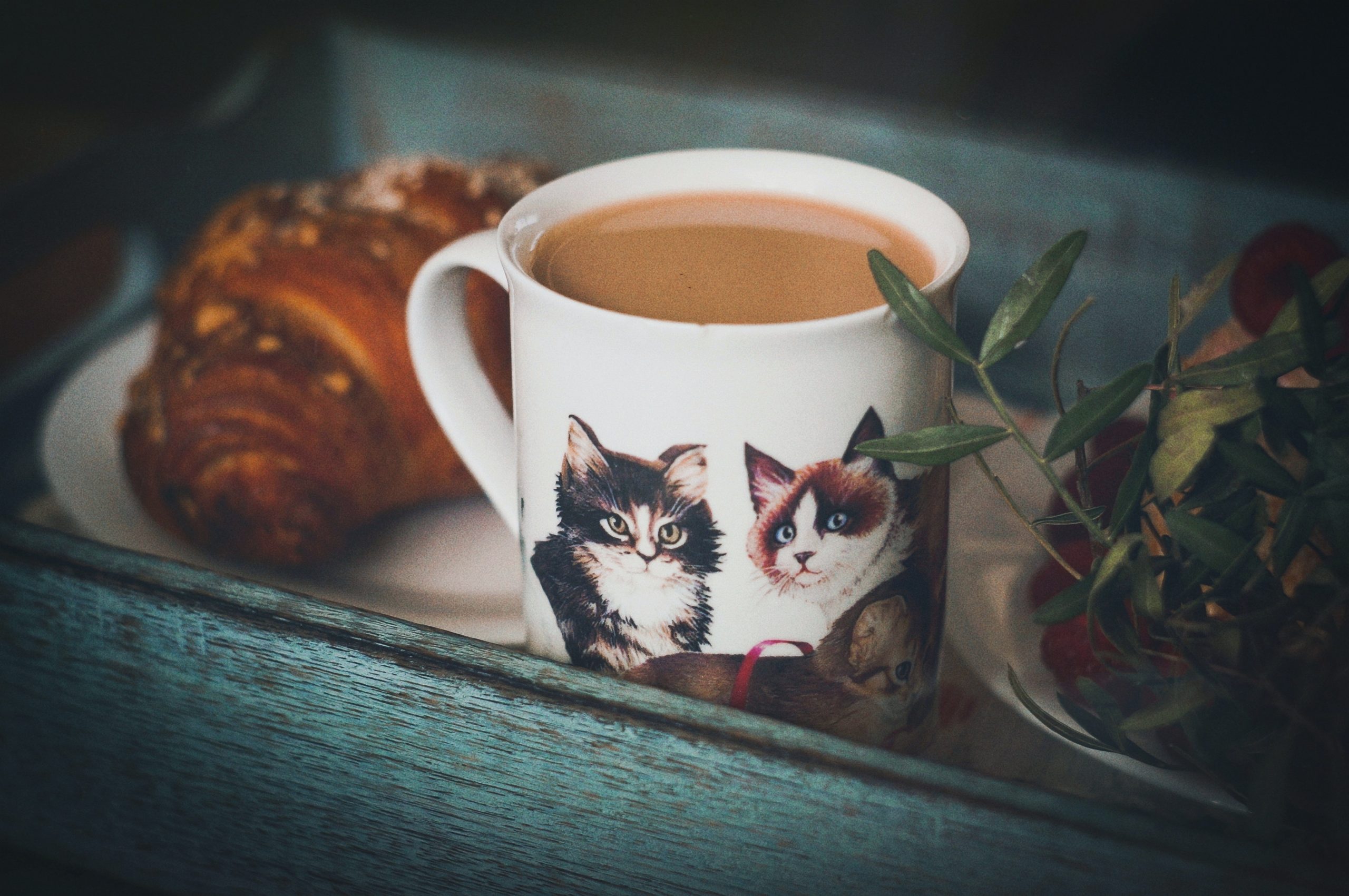 猫がコーヒーを飲んだ時の対処法