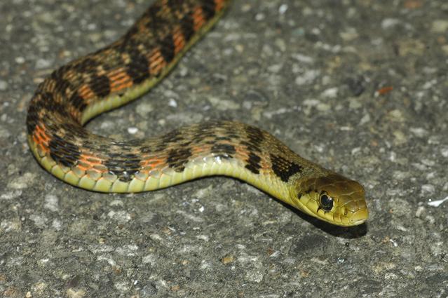 日本の毒ヘビの中で最も毒性が高いヤマカガシは日本全土に生息する