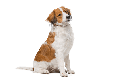大谷翔平選手の犬：コーイケルフォンディエの性格と値段