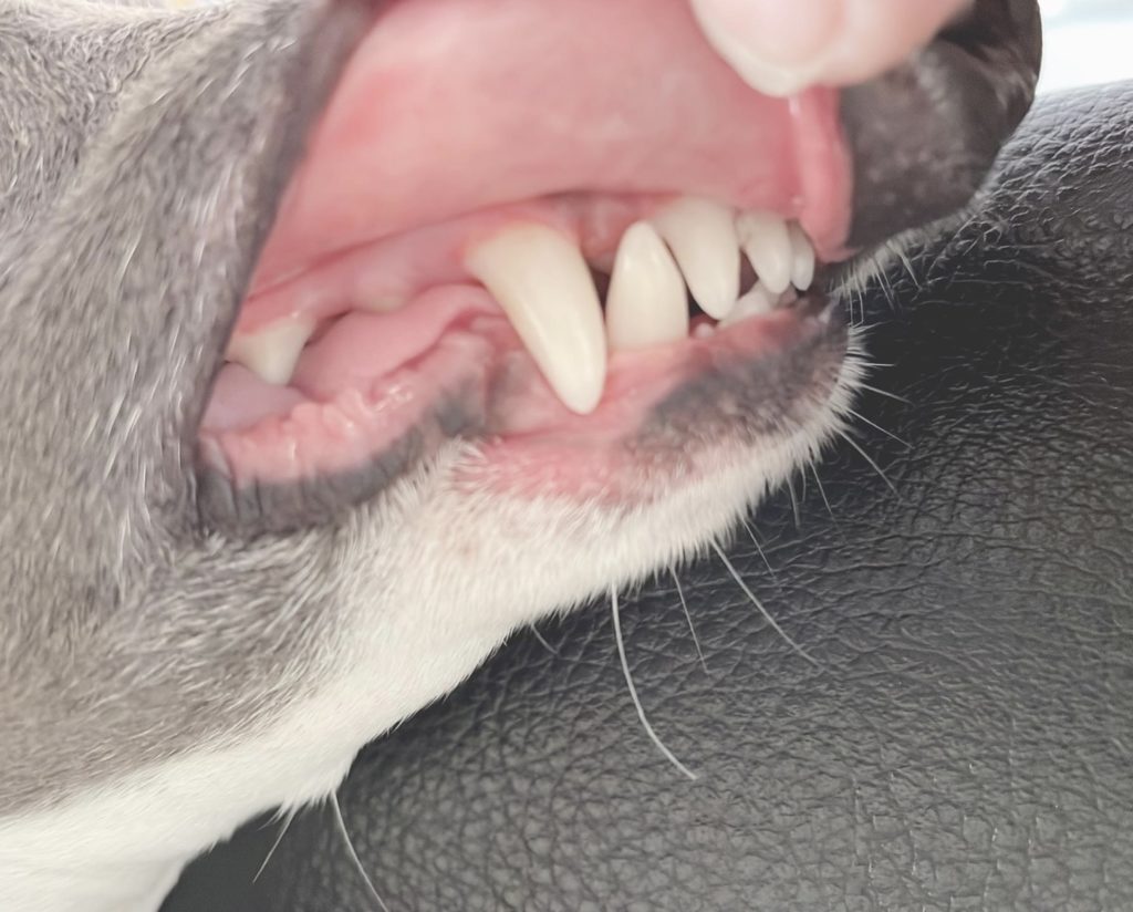 犬が歯周病になった時の3つの対策法