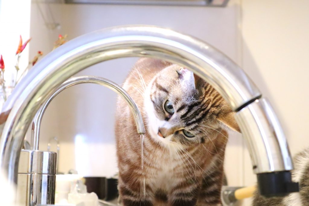 なかなか水を飲まない猫にオススメのおやつ