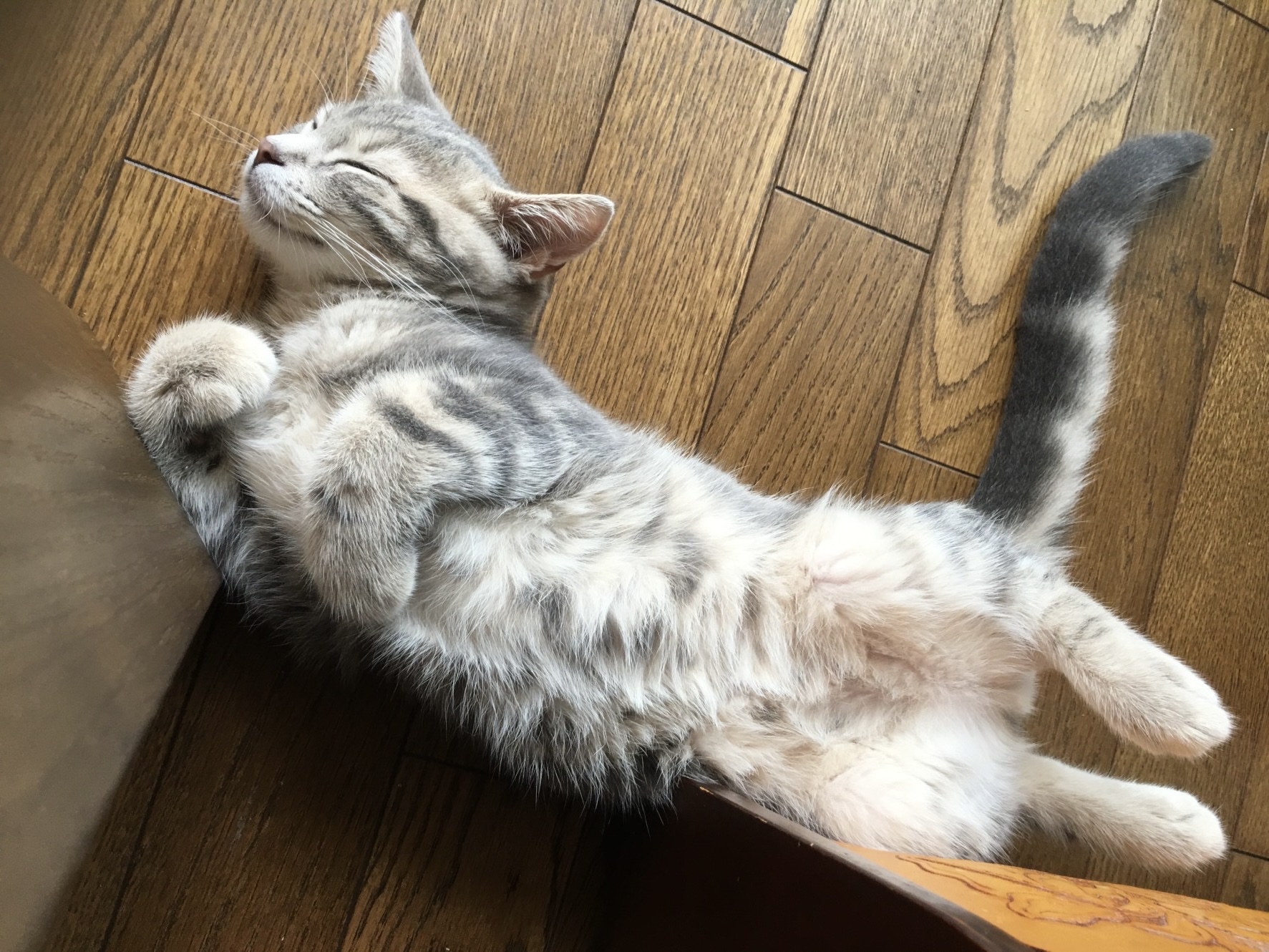 床に寝そべる猫