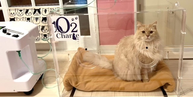 猫のレンタル酸素室