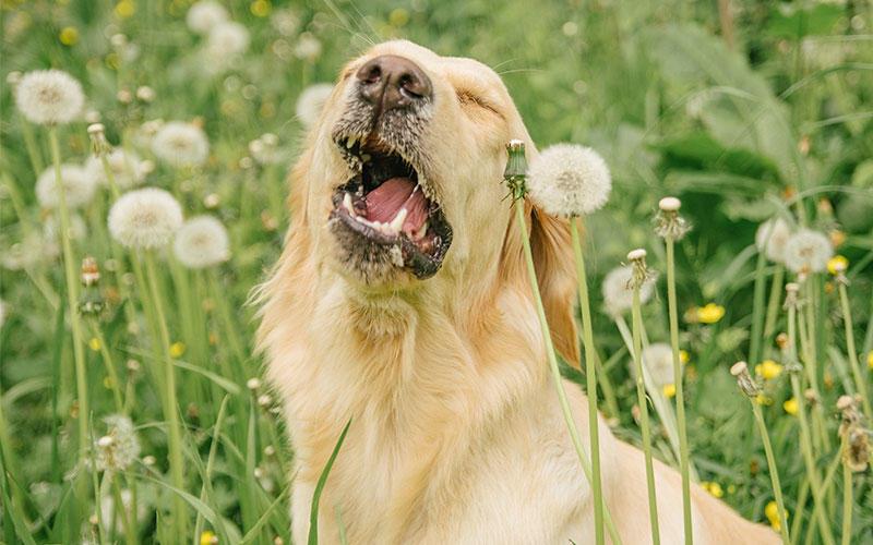 犬の花粉症