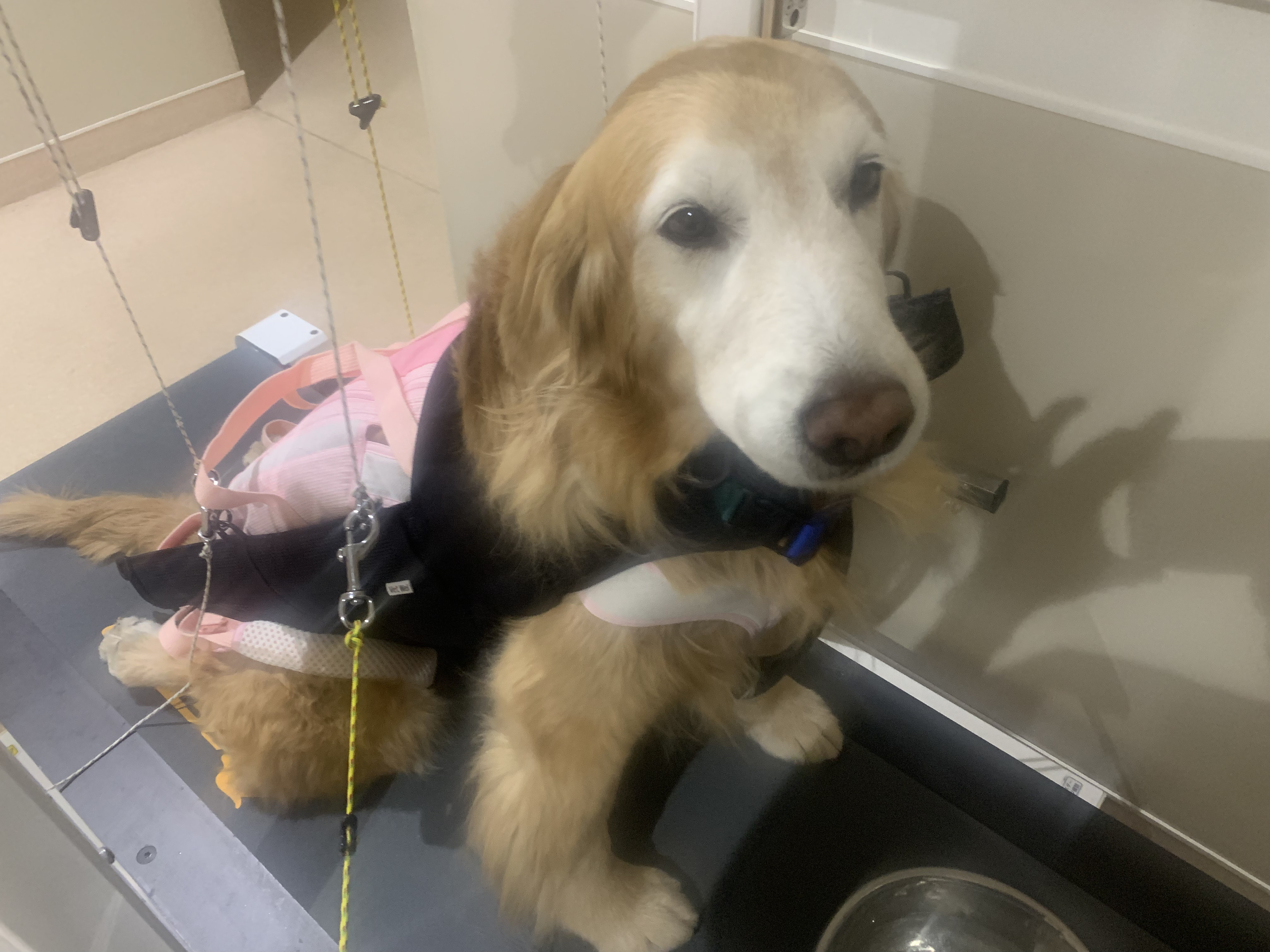 リハビリをする犬