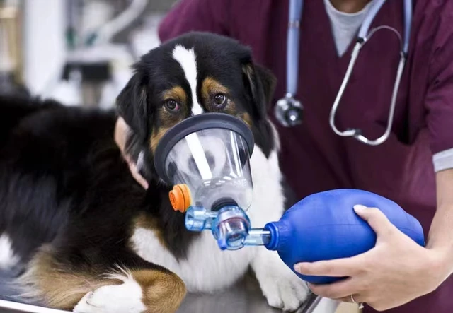 酸素マスクを着ける犬