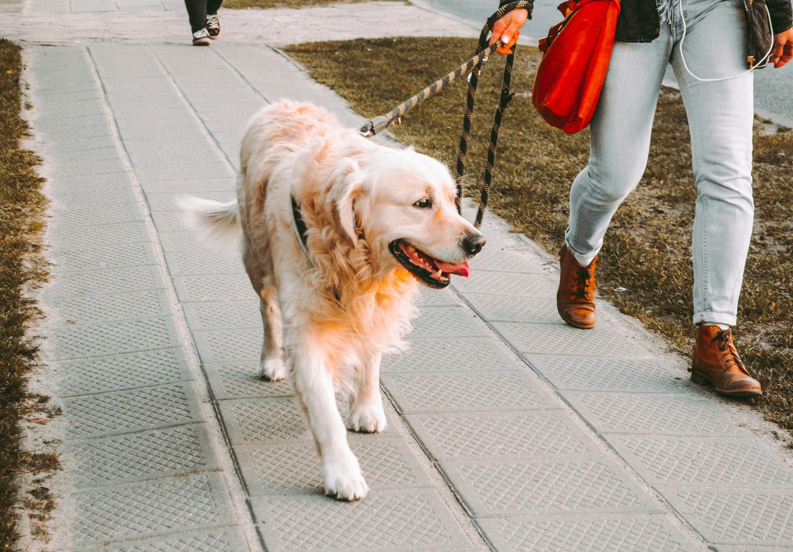 散歩する老犬のゴールデン・レトリーバー
