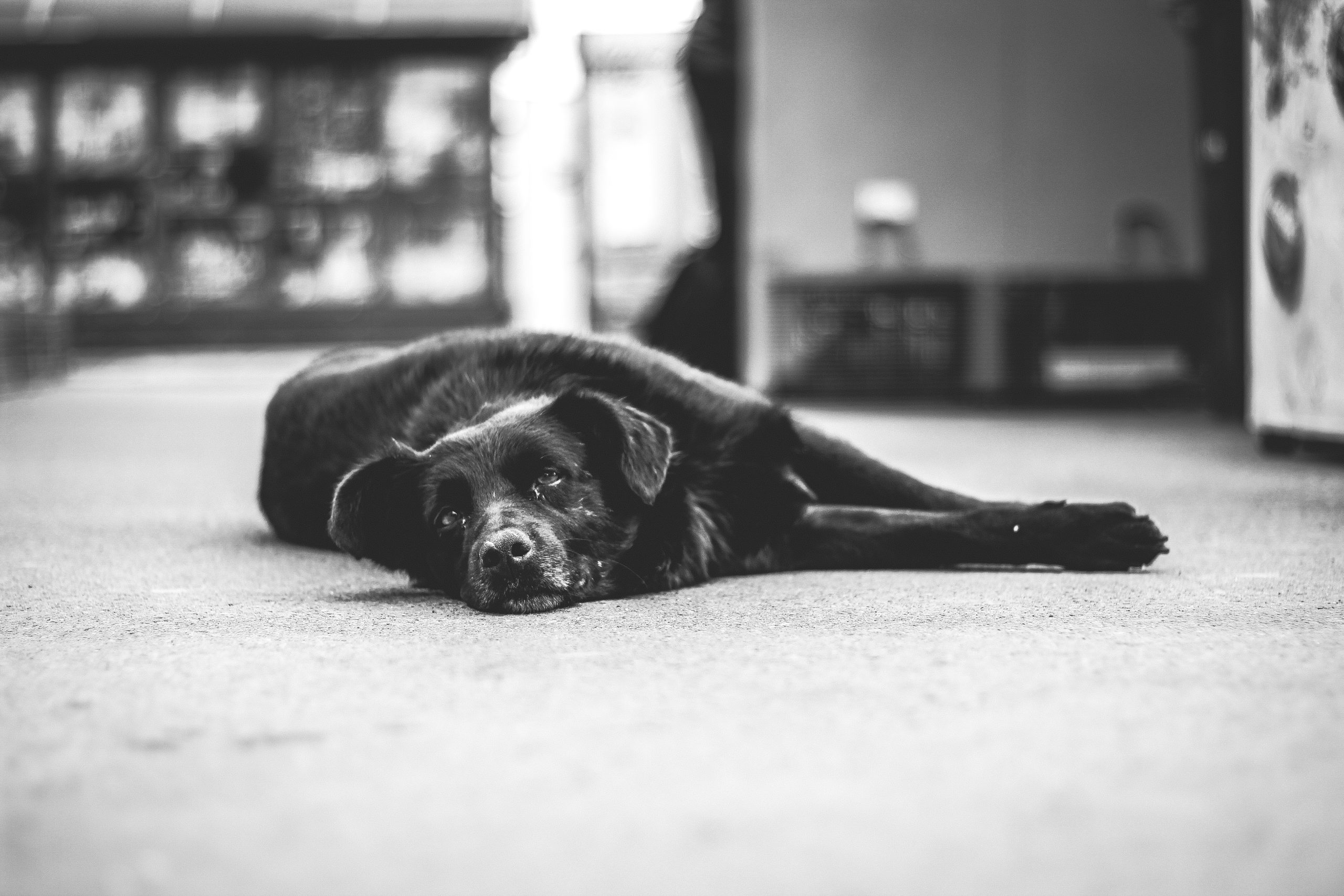 黒い老犬が床の上で寝ている
