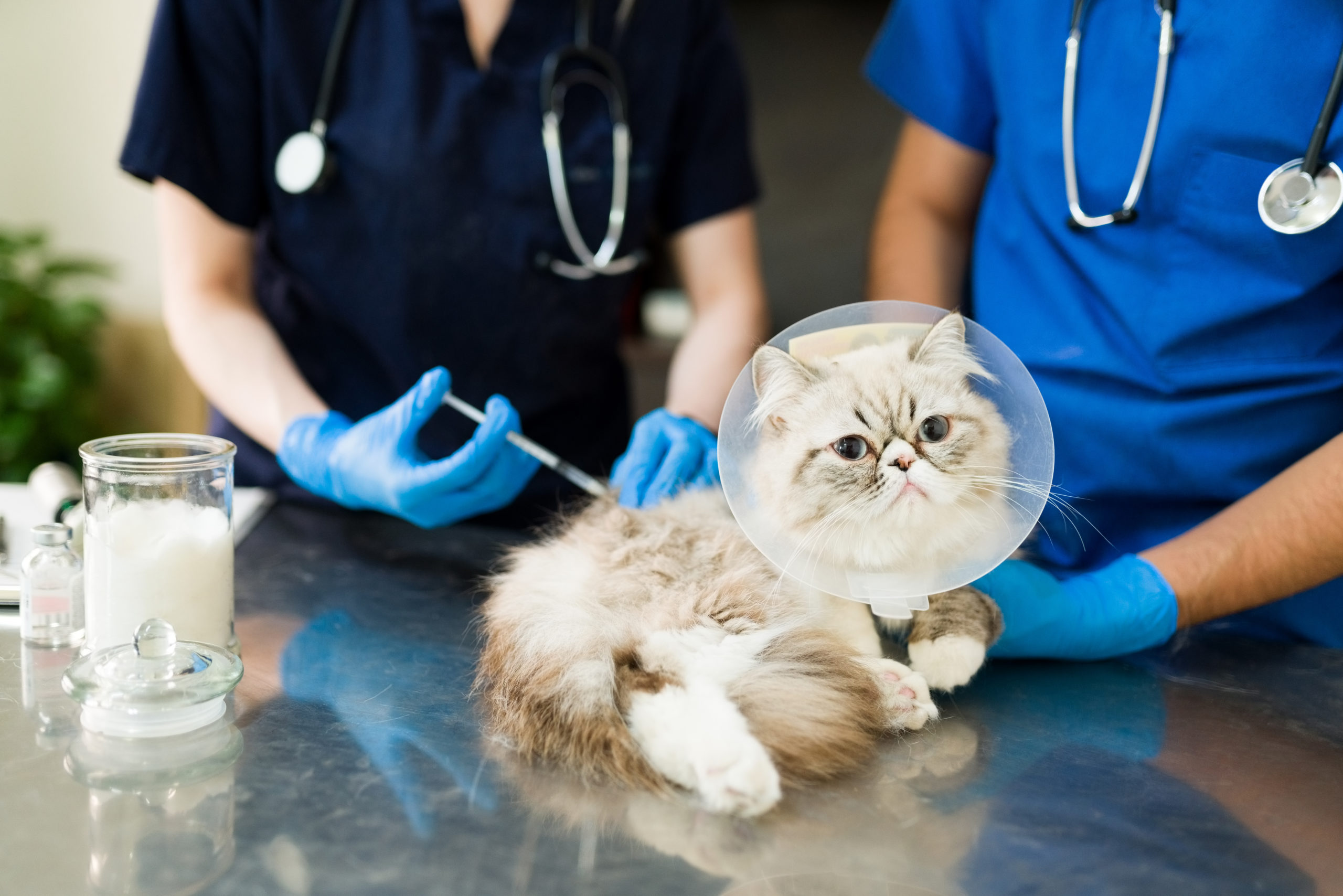 動物病院で注射を受ける猫