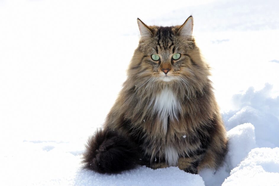 ノルウェージャンフォレストキャット