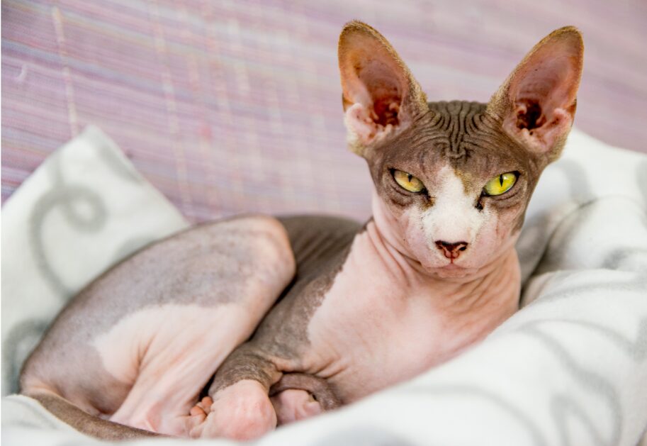 スフィンクス猫
