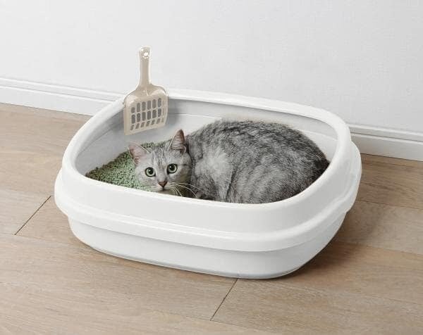 猫の通常のトイレ