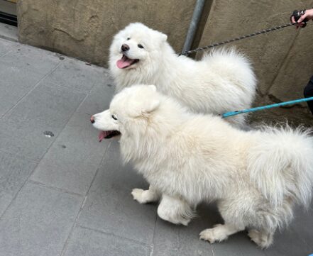 2匹の大型犬