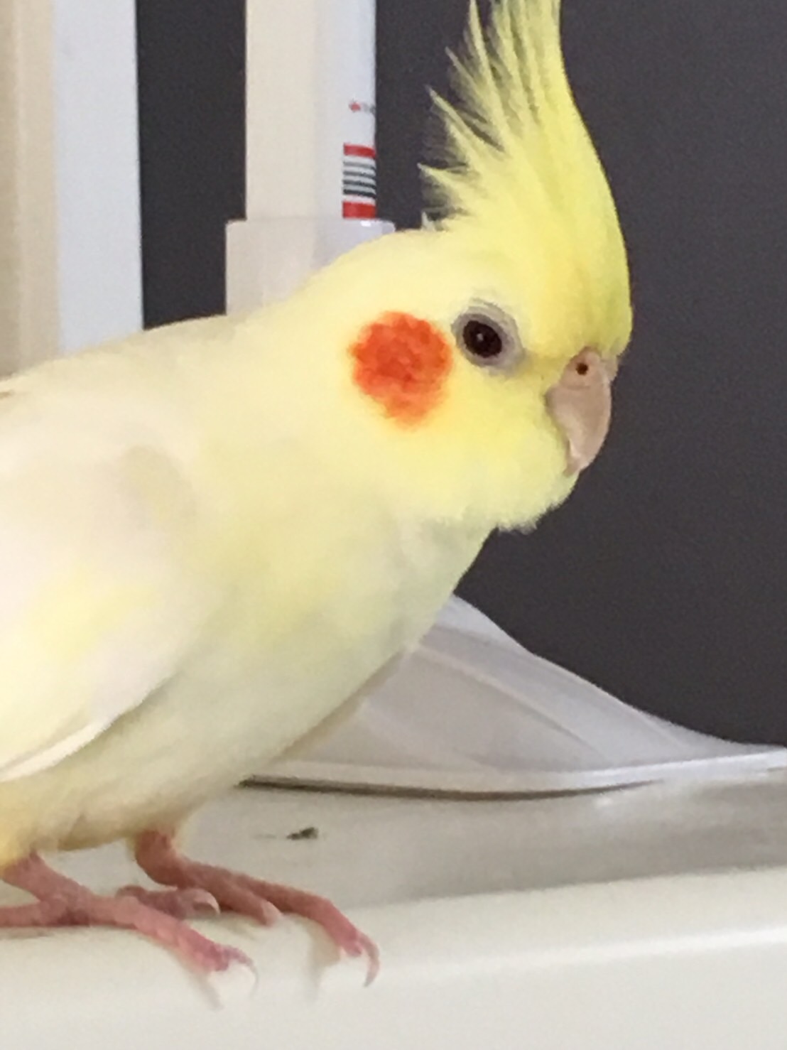 我が家のオカメインコ