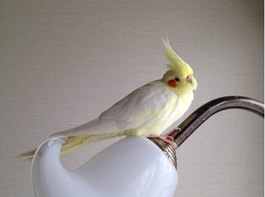 脂粉をよく出すオカメインコ