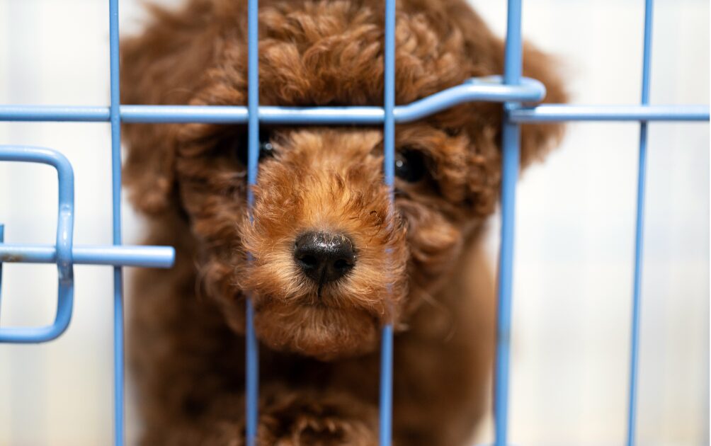 ケージに入るトイプードル