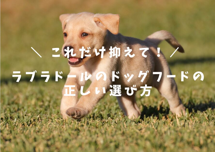 走るゴールデンの子犬