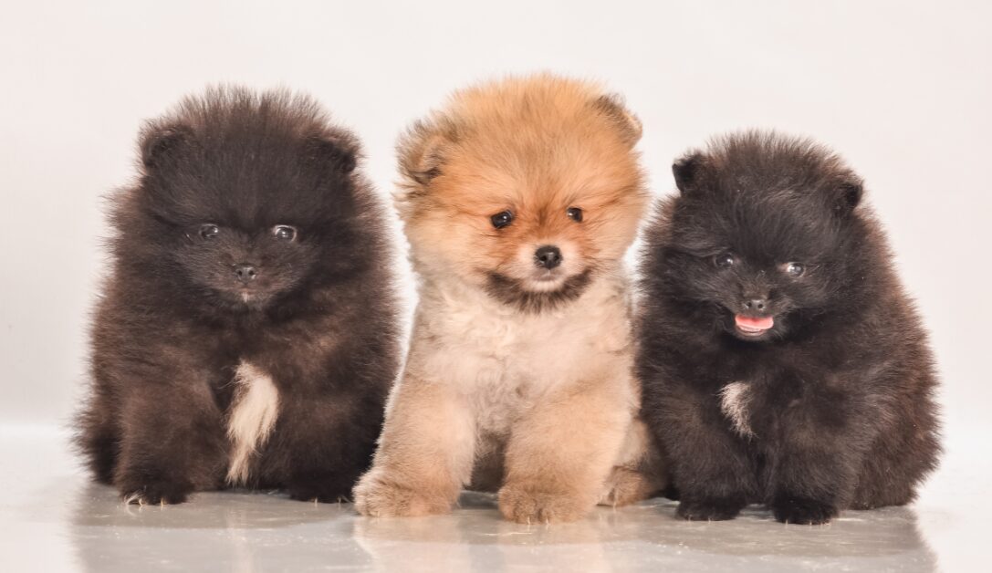 黒と白のポメラニアン