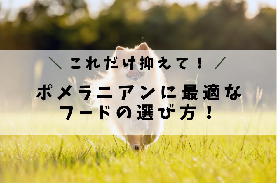 ポメラニアンに最適なフードの選び方