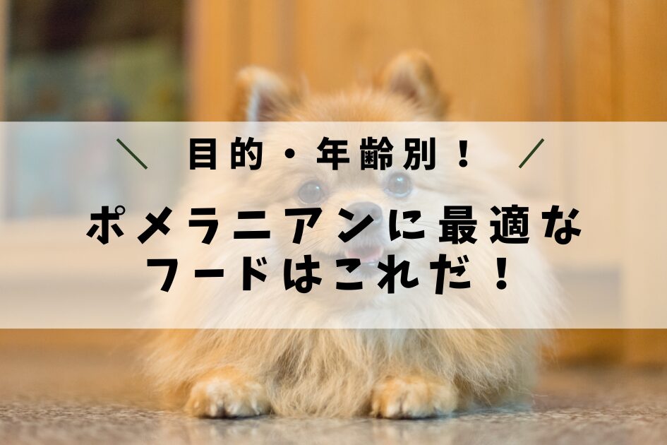 ポメラニアンに最適なフードはこれだ!