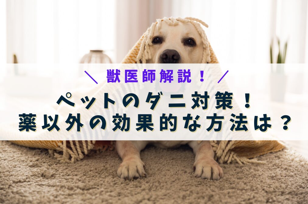 カーペットの上の犬